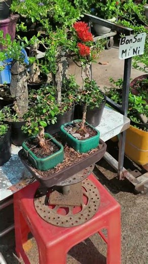 Sam núi mini #linhsamcuchi #bonsai #sancangbonsai #bonsaimini