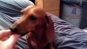 Top 10 funny dog sounds and barks compilation