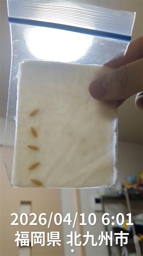 Cucumber and tomato seeds are encouraged to germinate using kitchen paper. Carrying them in your ...