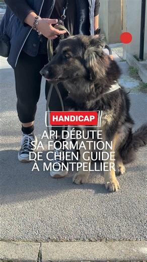 🐕 Api a 14 mois, c’est un magnifique berger Altdeutsche Schäferhunde. Il a commencé sa formation, pour dans plusieurs mois, être en mesure de guider avec assurance et en toute sécurité, une personne non-voyante, dans n’importe quelle situation. Une formation de haut niveau et exigeante, menée avec bienveillance et expertise par Marie, éducatrice et directrice de l’école fondée par l'association France Défi Vision. Aujourd’hui, pour avoir un chien guide, il faut attendre environ deux ans après a