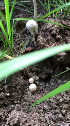 Blue Meanies Panaeolus Cyanescens