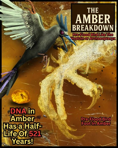 2.2K views · 37 reactions | THE AMBER BREAKDOWN! Why Amber, DNA, and...