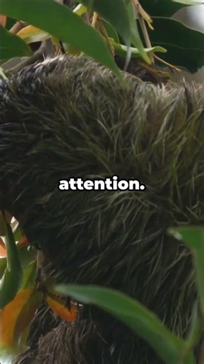 The Slowest Animal Has a Hidden Survival Trick