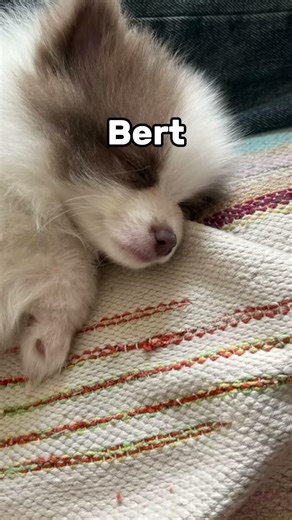 He doesn’t even know his own name😂 #horse #equestrianjourney #horseaddict #horsecommunity