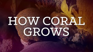 How Coral Grows | Diorama