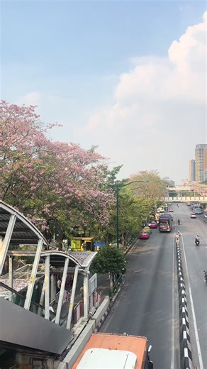 #ดอกชมพูพันทิป