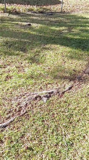 leaf removal if you see one leaf, let me know