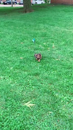 Fastest pup in the world! 😳😱 #dappledachshund#dachshund#puppy