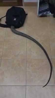 Mysterious Snake Found in Backpack - Shocking Encounter!