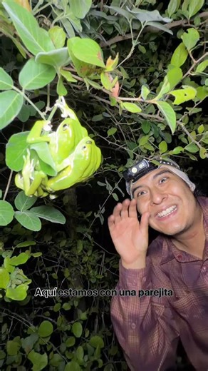 Eduardo Navia on Instagram: "Les presento a la rana mono chaqueña (Phyllomedusa sauvagii) y su interesante forma de poner huevos. Con @reichlesteffen #herpetologia #naturaleza #ranamono #phyllomedusa #bolivia #rana"