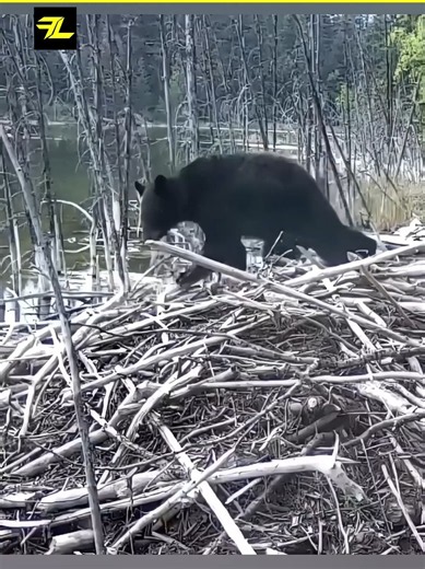 Why beavers cut trees 🦫