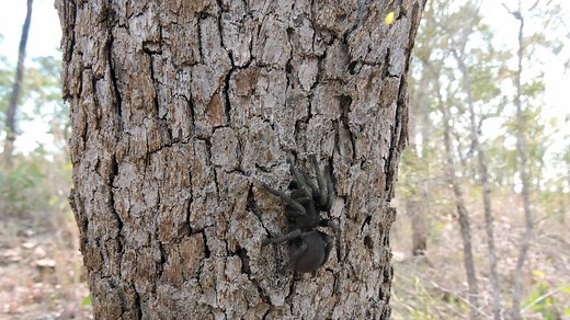 Sydney issues spider warning: Funnel-web’s emerge after heavy rainfall