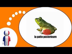 Französisch Stunde = Der Frosch