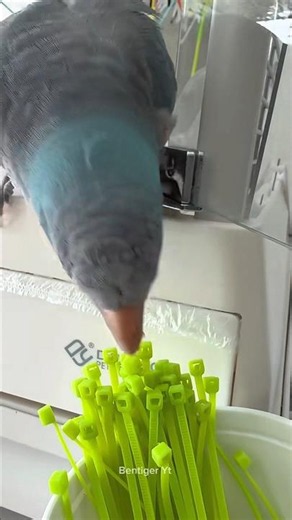 The Pigeon Built Its Nest Using Plastic Zip Ties!