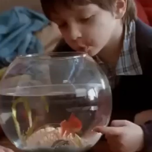 Maurice, le plus célèbre des poissons rouges 🐠 | bestie, le média