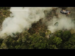 Deforestation and Disease: More than just chopping down trees