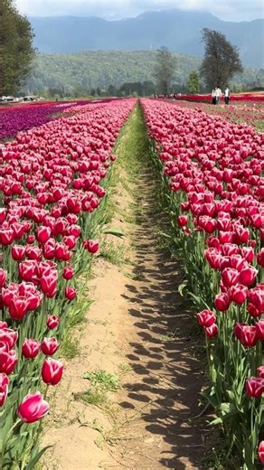 The Harrison Tulip Festival at Onos Farms (5039 Lougheed Hwy, Agassiz).