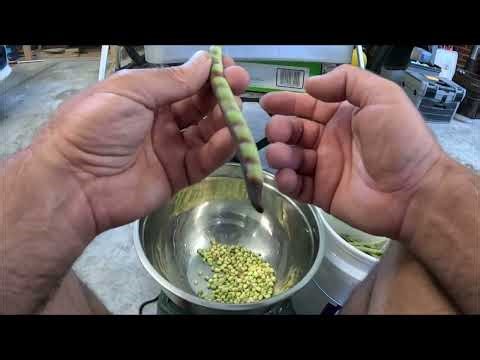 shelling peas by hand