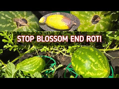 What Causes Watermelon Blossom End Rot And How To Fix It?