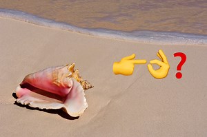 Can Eating Conch Turn You into a Sex God?