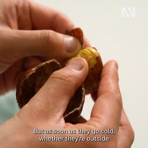 Do you love chestnuts? Thanh (IG/ @fruitnerd) brings us the ultimate Autumnal experience by showing us how to get the best out of your chestnuts 🤗 #FruitNerd #ABCMyGarden #Chestnuts #ABCEveryday | Gardening Australia