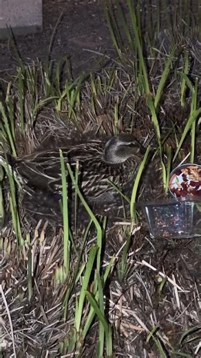 Momma Mallard, Day #4, Neighborhood Nest 4K #mallardduck #nestingbird #mothernature