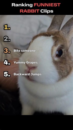 Ranking FUNNIEST RABBIT Clips Part 2 😂 #funny #funnyanimals #rabbit