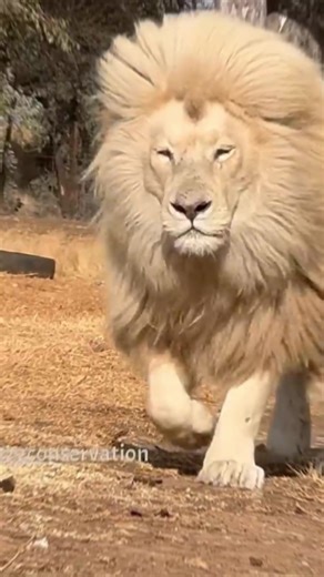 Animal Transformation Hub on TikTok