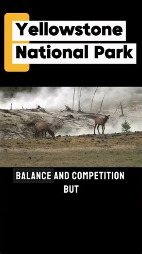 How Wolves Changed Yellowstone Forever