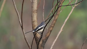 Bird looking towards the camera - Free Stock Video