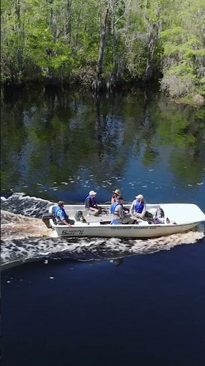 The Okefenokee