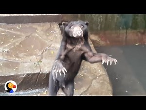 Animals Starving, Eat Plastic at Indonesian Zoos | The Dodo