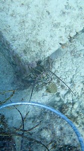 83K views · 1.9K reactions | Commercial lobster fishing! 錄咽#fishing #spearfishingworld #ocean #pescasubmarina #pesca #lobstering #lobsterfishing #freediving #spearfishing | Eliam Fishing Mx | Facebook