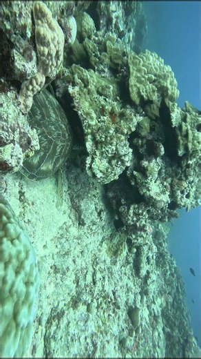 #Save the oceans #turtles paradise #4k #asmr #shorts #aquarium #fun #nature #Eco #No AI #adventure