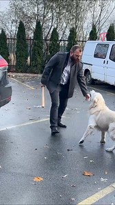 63K views · 218 reactions | Momma dog halts car to protect her pups. | Tips & Tricks | Facebook