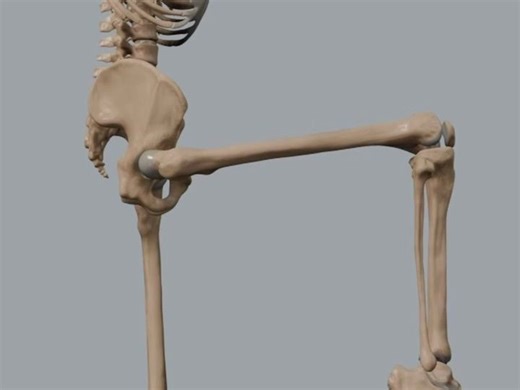 下肢骨骼运动Understanding Flexion, Extension, Rotation, and Circumduction