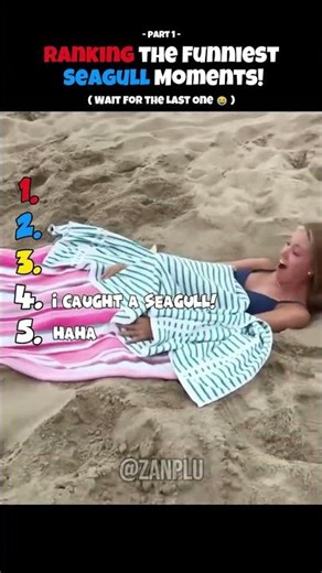 Ranking the Funniest Seagull Moments! 😂 #shorts