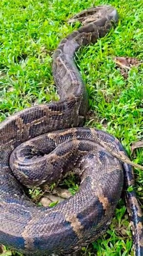 Big anaconda cut on camera #shorts #snake #wildanimals