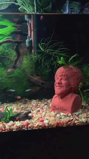 Building a Thriving 40g Community Aquarium