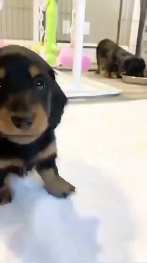 dachshundsoftiktok on TikTok