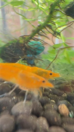 Neocaradina Shrimp with Assassin Snail