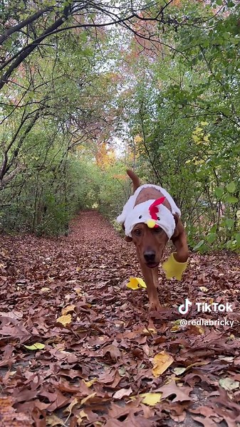 Dog Chicken Costume Ideas for Happy Halloween