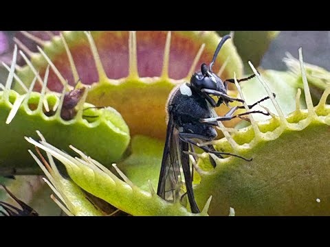 Drosera capensis eating fly Timelapse