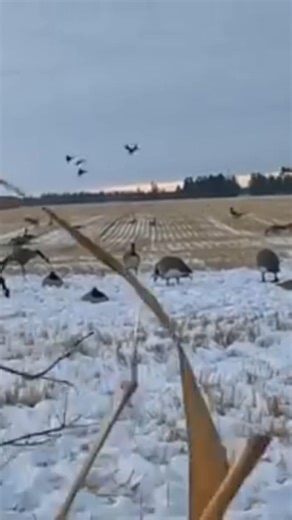 big birds is huntig #birds #hunting #hunting #drawing #chasse