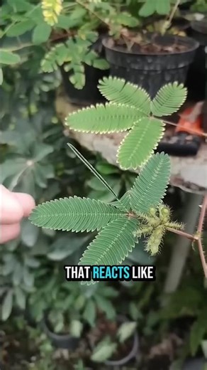 This Plant Closes When You Touch It