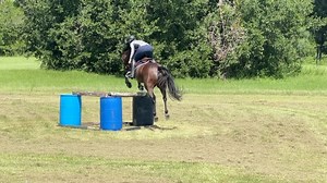 So impressed with Fifi today. She’s feeling so good and happy in her work. I have to give a shout-out to @stablefeed. Fifi suffered from ulcers earlier in the season and unfortunately did not respond to the traditional meds of ulcerguard, misospristle, etc. in fact, she scoped worse after treatment. So I contacted the ladies at Stablefeed and they helped me come up with a plan using some of their supplements for Feefs, so far I’ve been thrilled, she’s so much happier in her work and not bloated