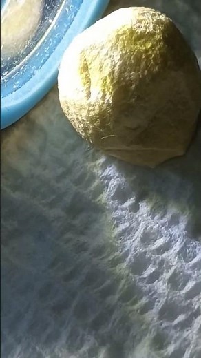 CANDLING (Using Flashlight)-Egg Sac READ DESCRIPTION. Southern Black Widow