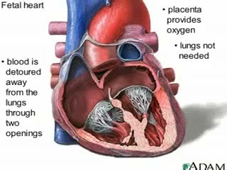 Fetal Circulation! www.DistanceCME.com EASIEST way to recert, accepted in EVERY state and NREMT! Key Concept The fetus doesn’t use its lungs for gas exchange before birth. Instead, oxygen and nutrients come from the placenta via the umbilical vein, and waste products return to the mother via the umbilical arteries. Special shunts and pathways allow blood to bypass the non-functioning fetal lungs and liver. Main Structures Umbilical Vein Carries oxygenated blood from placenta → fetus. Enters the 