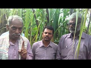 Mahesha zbsf zbnf sugarcane jeevamrutham intercrops diversity 12ft distance