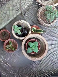 Update from customer: The indian borage they planted during our herb growing workshop is ready to be transplanted into bigger pot. But they still hesitate to added them to dishes. Many of you received this herb from us as souvenir when you visited us. It is the perfect potted plant: - Easily grown from cuttings - Can stand neglect (forget to water, anyone?) - Has cute thick furry leaves - Make your hand smell fragrant when you touch them - And edible? So we want to share these recipe with you to